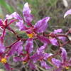 Orchids "Odontoglossum sp"