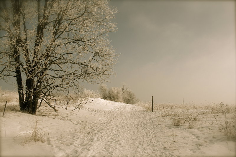 A winter scene along this segment of Ice Age Trail.