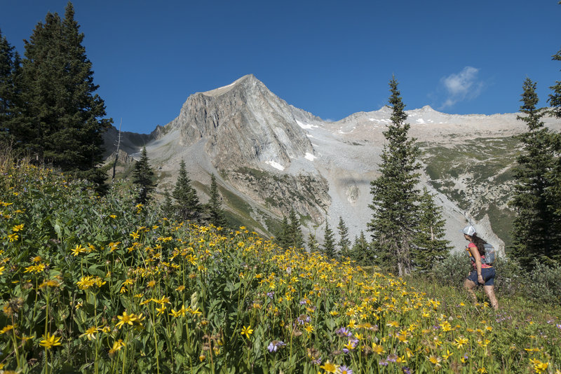 Late summer flowers in full effect on Trail Rider Pass above Snowmass Lake. Photo: Michelle Smith