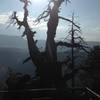 A washed out photograph of the old Jardine Juniper, reported to be about 1500 years old, as well as the overlook deck that sits right in front of it.