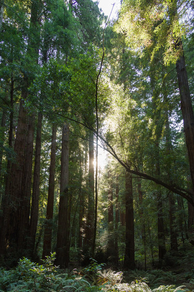 Muir Woods, Marin County, CA