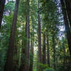 Muir Woods, Marin County, CA