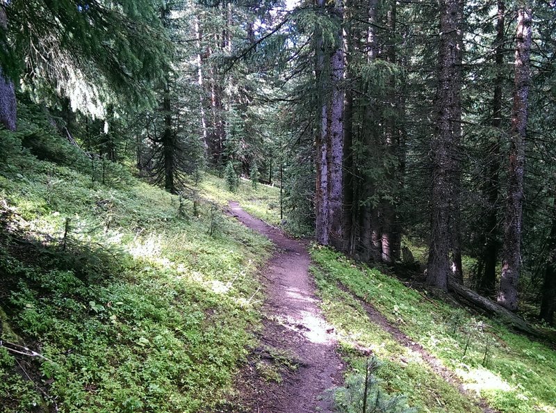 Pleasantly wooded section of the Corral Creek Trail