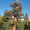 Foxtail pine (Pinus balfouriana ssp. austrina) near Arrowhead Lake on John Muir Trail