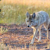 One of the many coyotes in Yellowstone.