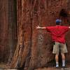 Mariposa Grove of Giant Sequoias