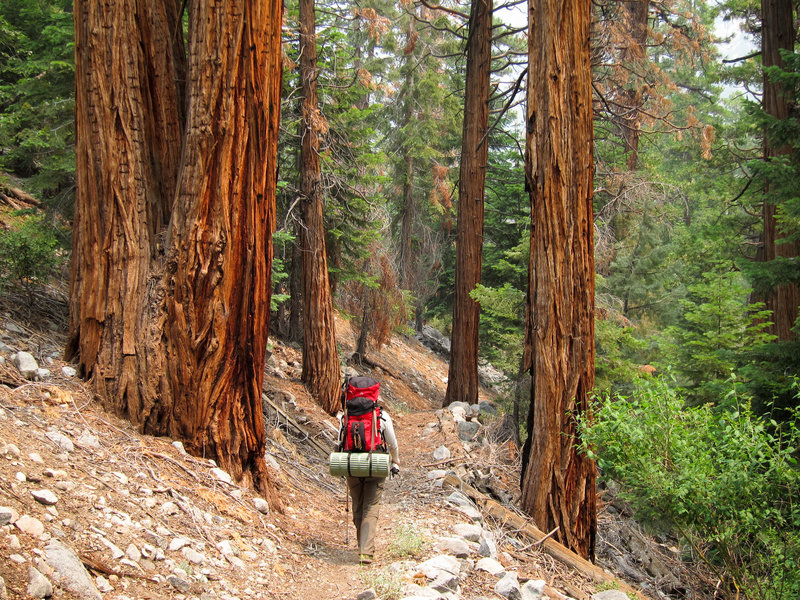 Hiker And Forest In Kern Canyon On High Sierra Trail