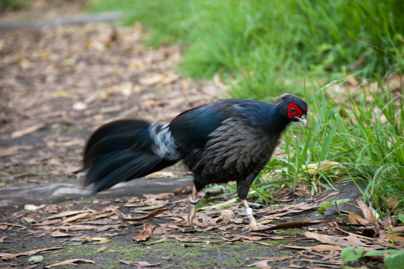 A pheasant along the Kīpukapuaulu Trail.