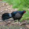 A pheasant along the Kīpukapuaulu Trail.