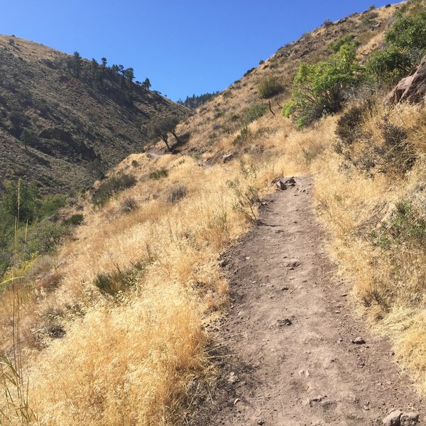 Hunter Creek Trail Hiking Trail, Mogul, Nevada