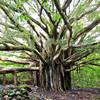 Huge Banyan tree on the Pipiwai Trail!
