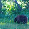 Bear on the Horizon Ridge Trail!
