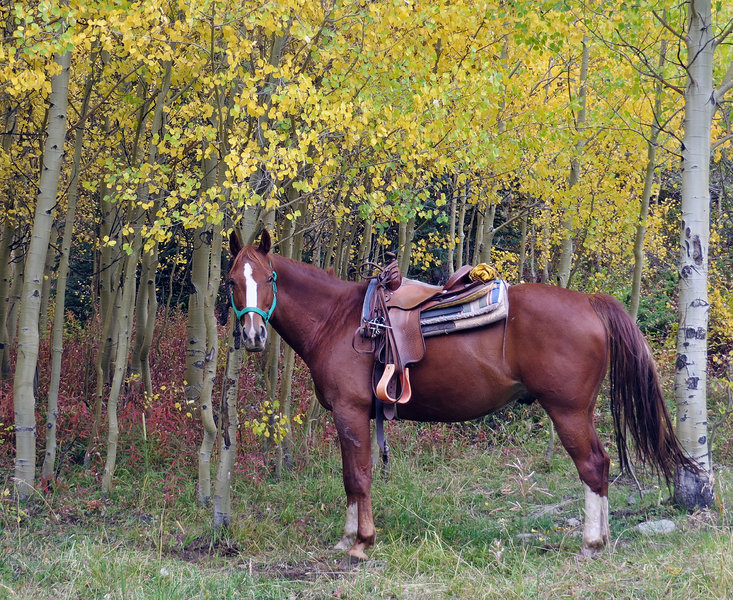Hikers share the trial with horseback riders. Here a horse enjoys a break in a ride.