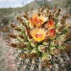 Flowering cactus after rain.