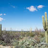 saguaro Carnegiea gigantea