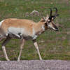 Pronghorn at Wind Cave NP.