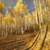 Aspens at around 1.5 miles up Davos Hill Climb trail if starting at North Trail parking lot, early October.