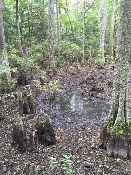 Bald cypress swamp alongside Cape Henry Trail, featuring interesting "knees" from the Bald Cypress trees. The trees are relatives of the Redwood family.