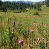 The original Meyers Homestead was in this meadow.