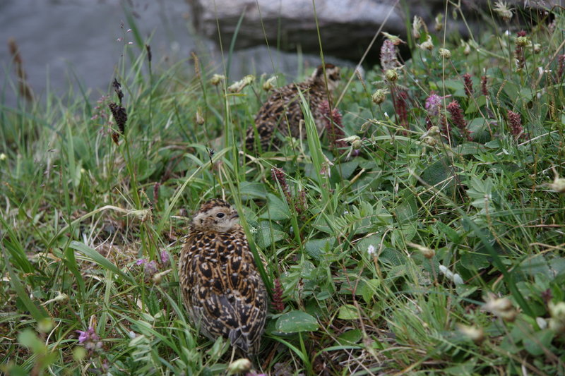 Grouse"Lings"?