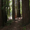 Huddart Park Crystal Springs Trail resplendent with redwoods.