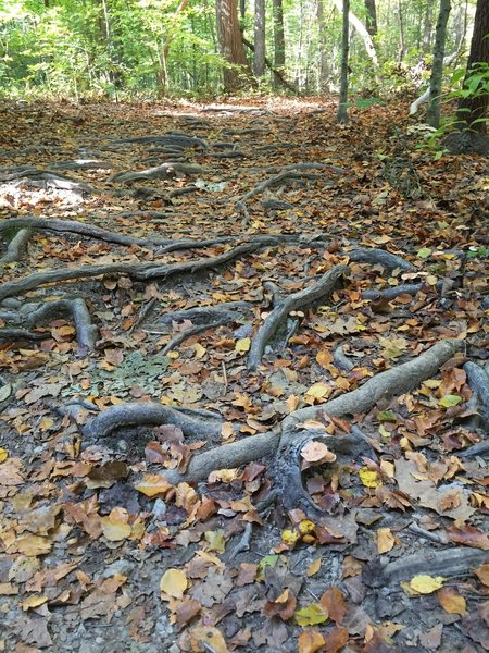 Some sections on the south side of Lake Johnson have lots of exposed roots!