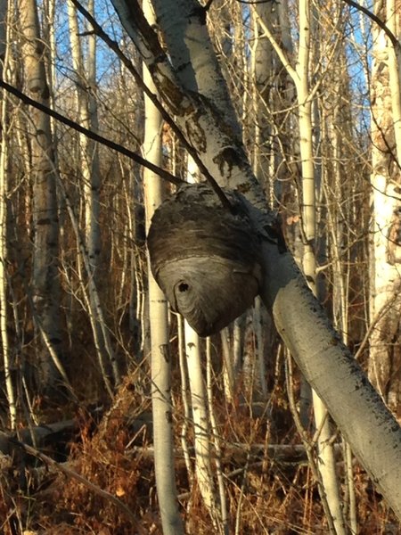 Awesome natural beehive up Steam Mill Hollow