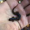 One of the 31 species of salamanders found in the Great Smokey Mountains.