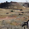 Wild horses ahead of us on the trail.