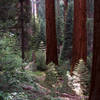 Redwood grove.