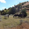 Horses along the way also seem to enjoy the Jones Creek Trail.