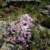 Tundra flowers on the Tundra Communities Trail.