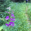 Beautiful flowers through these fields!