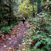 Two runners make their way along the Widlwood Trail on a wet Autumn day.