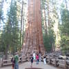 General Sherman Tree. Sequoia National Park.