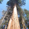 Sequoia National Park. Congress Trail.