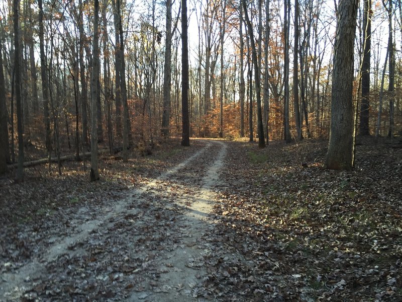 South Turkey Creek MultiUse Trail in Umstead State Park.