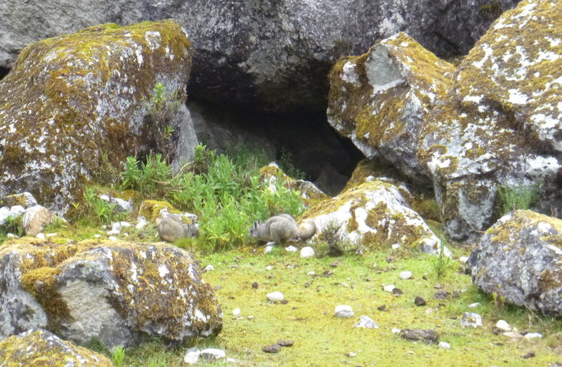 If you look closely, you'll see a pair of critters which are chinchillas (or close relatives of chinchillas).  We saw these here, and also at Machu Picchu itself.