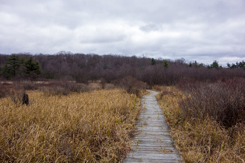 Black Moshannon State Park Loop Hiking Trail, Troy, Pennsylvania