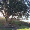 Swing on the Giant Eucalyptus Tree.