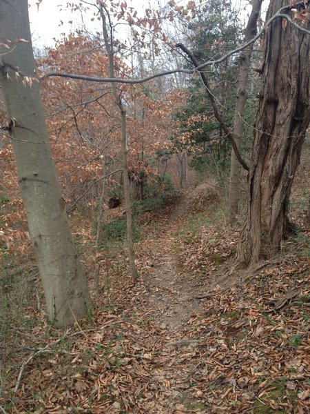 The North Hills Trail during the fall.