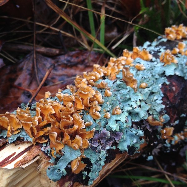 An example of the almost alienesque lichen you can find on the trail.