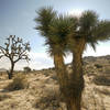 Some beautiful Cholla Cactus.