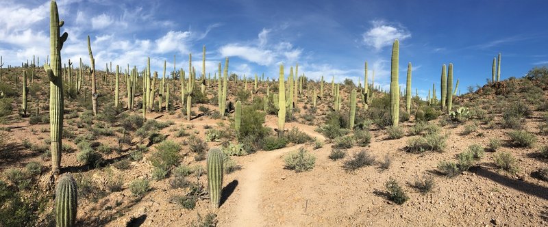 Incredible section of cacti in Sweetwater Preserve.