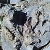 A view of some of the fossils that can be found near Mount Elmer from the Naomi Peak National Recreation Trail.