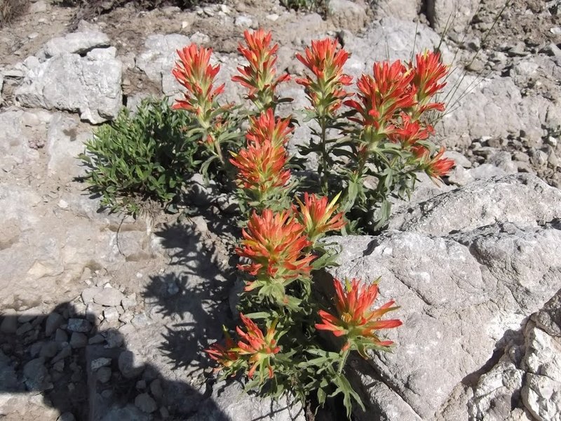 Indian paintbrush growing out of the rocky soils near Mount Elmer on the Naomi Peak National Recreation Trail.