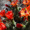 The Lost Mine Trail offers a great introduction to the flora in Big Bend National Park.