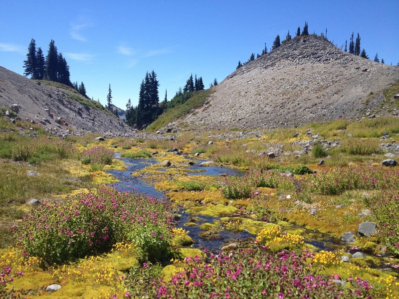 Wildflowers on the Skyline Trail in late spring.