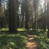 The beautiful (and short) Crescent Meadow Trail is surrounded by sequoia trees and is a nice, leisurely way to tour around the loop.