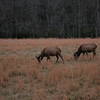 Elk grazing in the Cataloochee Valley.